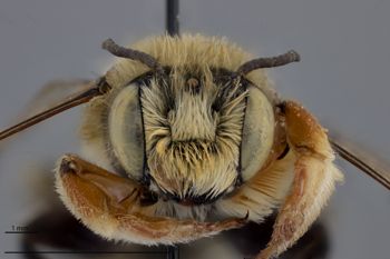 Media type: image;   Entomology 610875 Aspect: head frontal view